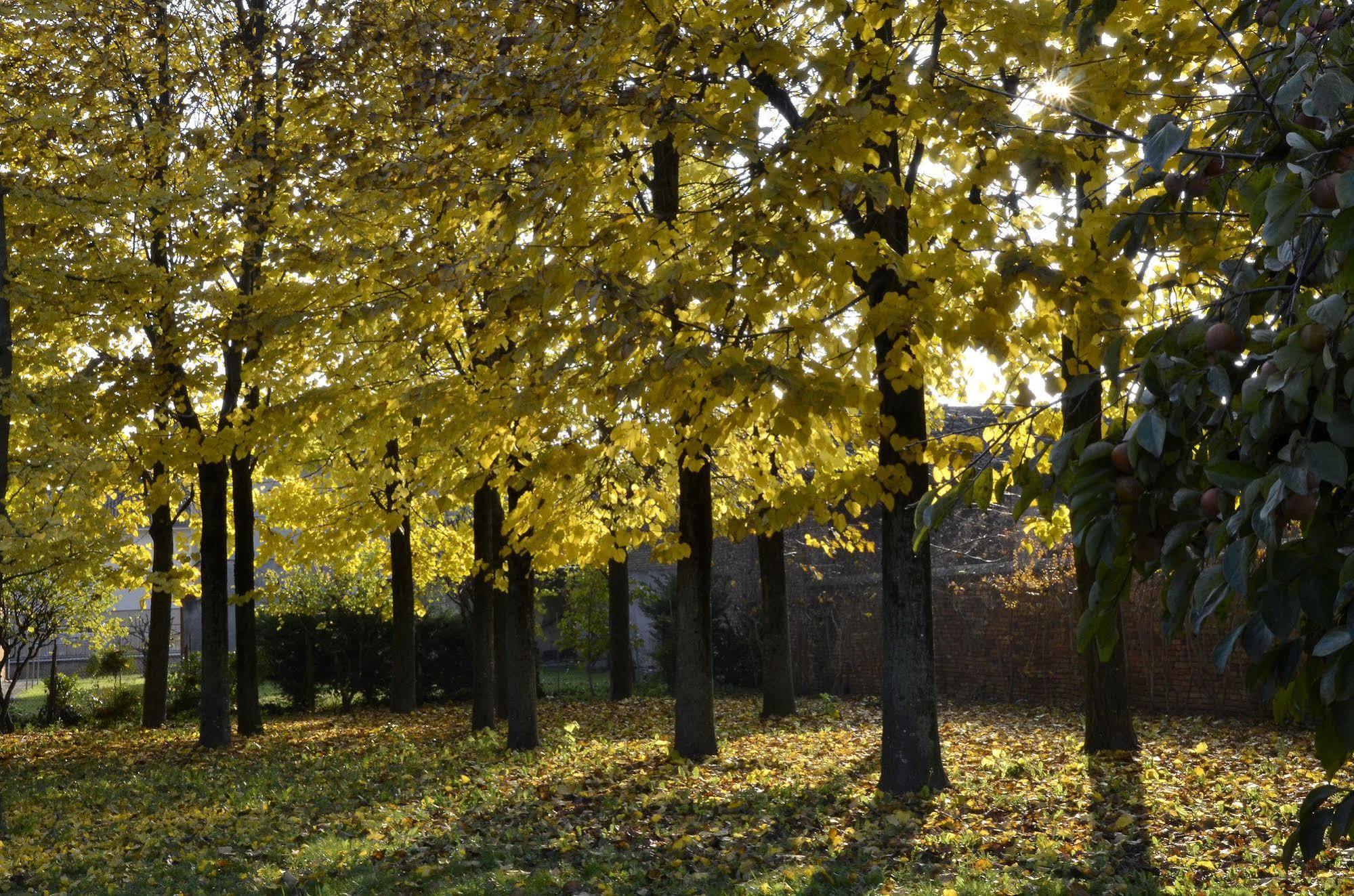 9 Muse Bed And Breakfast Canneto sull'Oglio エクステリア 写真